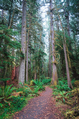 Fototapeta premium Forest natural scenery of Olympic National Park, Washington State, USA