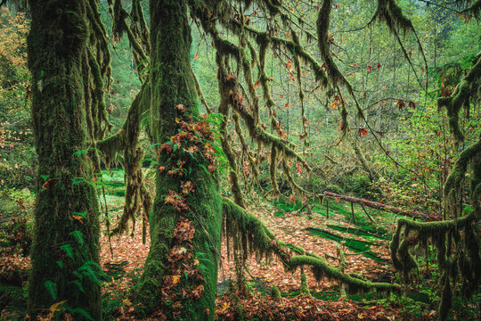 Hiking in the Hol River Rainforest, Olympic National Park, USA