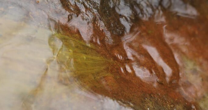 Mossy Algae in the water