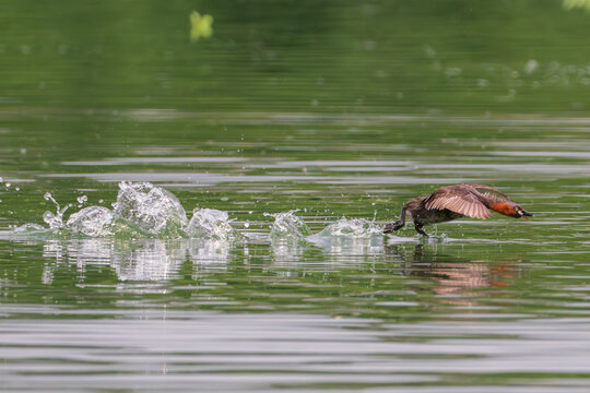 A little grebe is a small water bird  running and sliding over the water with water droplets on a serene lake, surrounded by lush greenery.High speed shutter shot.