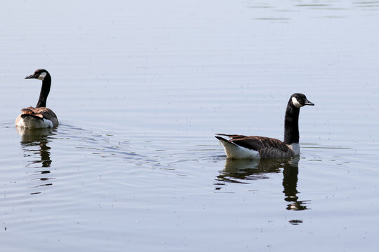 Canada geese swimming on calm lake water, with soft reflections, gentle ripples and natural wetland scenery, capturing peaceful wildlife behavior in a freshwater habitat.