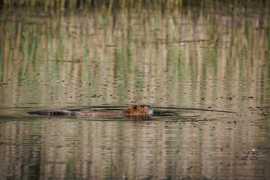 Nutria swimming through calm wetland water, surrounded by soft reed reflections and natural freshwater habitat, capturing peaceful wildlife behavior in a marsh environment.