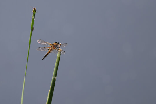 Dragonfly resting on a green reed above calm blue wetland water, with delicate transparent wings, soft natural background and peaceful freshwater habitat atmosphere.