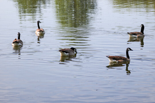 Canada geese swimming on calm lake water, with soft reflections, gentle ripples and natural wetland scenery, capturing peaceful wildlife behavior in a freshwater habitat.