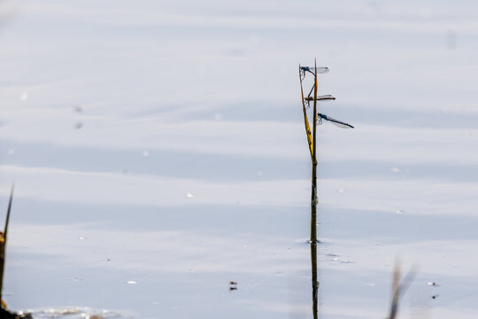 Dragonfly resting on a green reed above calm blue wetland water, with delicate transparent wings, soft natural background and peaceful freshwater habitat atmosphere.
