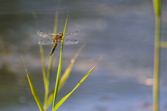 Dragonfly resting on a green reed above calm blue wetland water, with delicate transparent wings, soft natural background and peaceful freshwater habitat atmosphere.