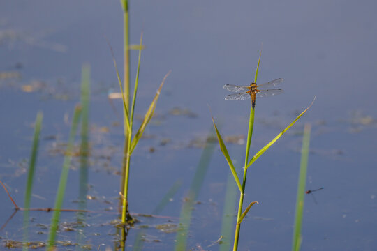 Dragonfly resting on a green reed above calm blue wetland water, with delicate transparent wings, soft natural background and peaceful freshwater habitat atmosphere.