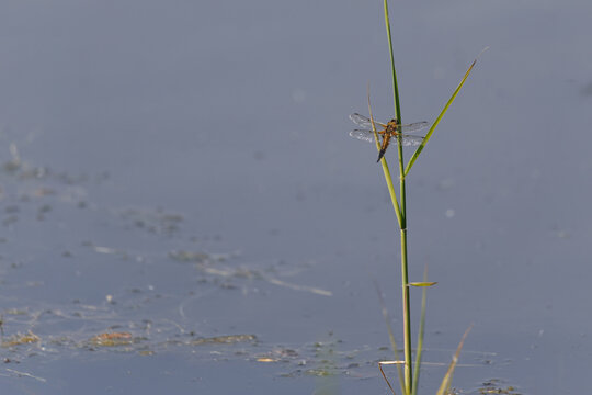 Dragonfly resting on a green reed above calm blue wetland water, with delicate transparent wings, soft natural background and peaceful freshwater habitat atmosphere.
