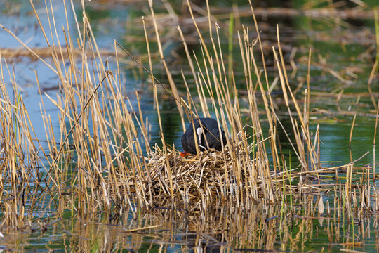 Eurasian coot standing on its nest among dry reeds in a calm wetland, caring for its chick in a natural freshwater habitat with reflections and soft sunlight.