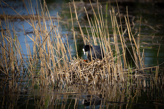 Eurasian coot standing on its nest among dry reeds in a calm wetland, caring for its chick in a natural freshwater habitat with reflections and soft sunlight.
