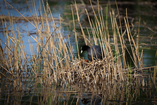 Eurasian coot standing on its nest among dry reeds in a calm wetland, caring for its chick in a natural freshwater habitat with reflections and soft sunlight.