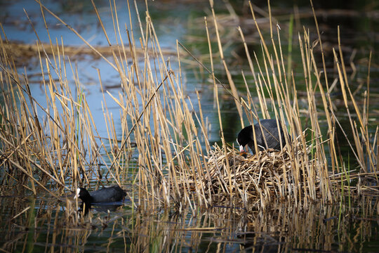 Eurasian coot standing on its nest among dry reeds in a calm wetland, caring for its chick in a natural freshwater habitat with reflections and soft sunlight.