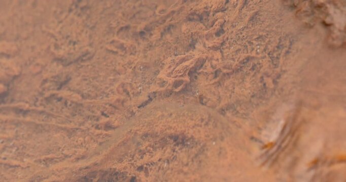 Mossy Algae in the water