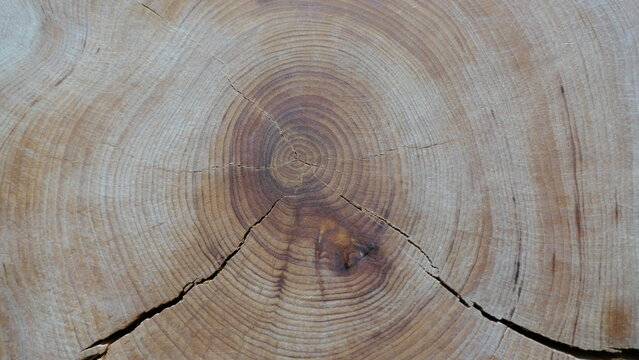 Tree Trunk Cross Section with Growth Rings and Natural Cracks