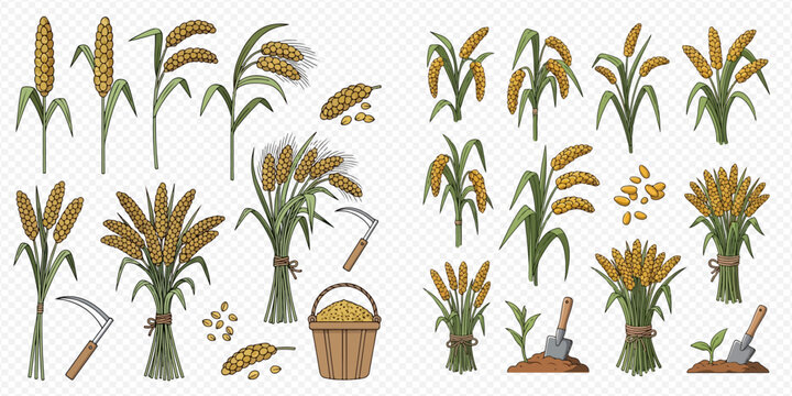 Set of cartoon millet and sorghum plants, grains, and harvesting tools for agriculture and farming concepts.
