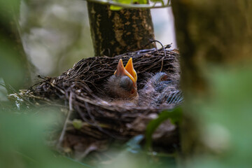 Baby bird of common blackbird (Turdus merula) still with blind eyes and naked body is opening its mouth waiting to be fed © Siyue