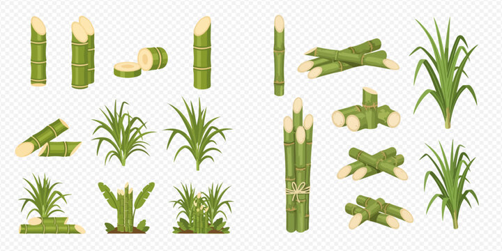 Set of sugarcane plants and stalks, green fresh sugar cane pieces, sweet tropical grass for food production.