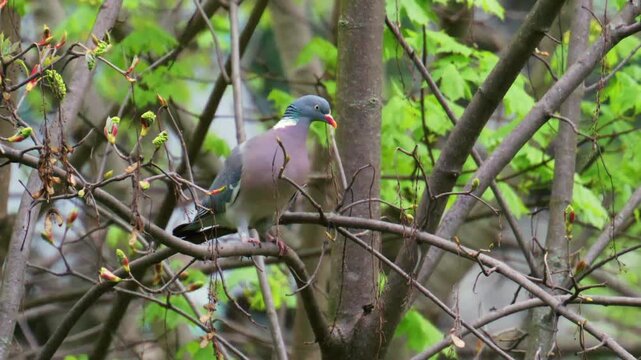 Common wood pigeon perched on a twig in the spring forest.