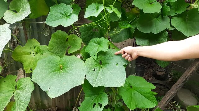 Farmer Hand Inspecting Damaged Loofah Leaves with Holes in a Garden