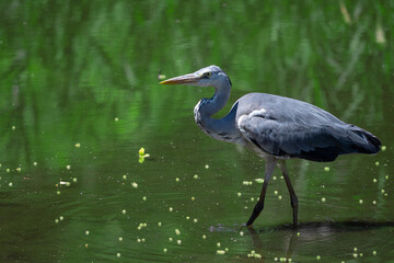 Fototapeta premium Grey heron wading in a pond with green reflection.