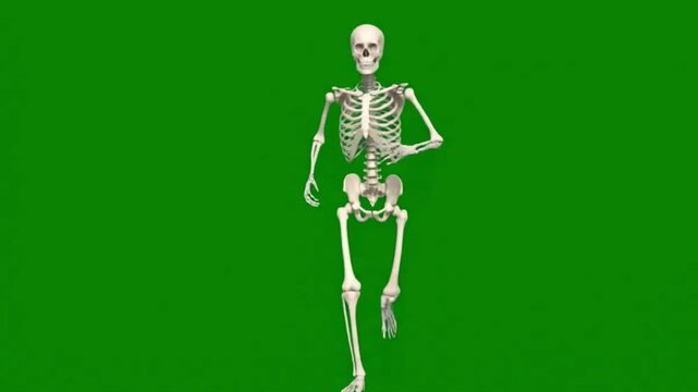 Full human skeleton 3D rendering in a dynamic walking pose isolated on a green screen for easy compositing ideal for medical education or Halloween themes