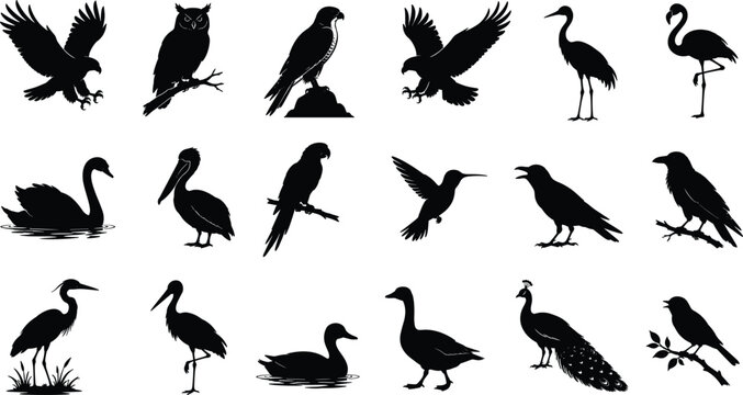 WebBirds silhouettes vector set featuring wild avian species birds of prey waterfowl and tropical bird icons
