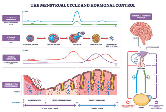 Menstrual cycle hormonal control mapped through phases, linking pituitary hormones, ovarian changes, and uterine lining, key elements, LH-FSH curves, ovary follicles, endometrium. Outline diagram