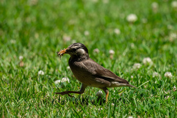 Fototapeta premium Chestnut-cheeked Starling carrying an insect in its beak on green grass.