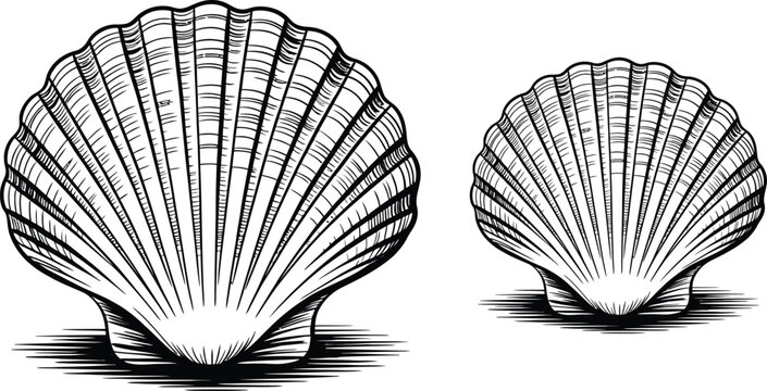 Scallop shells, black and white illustration, vector icons, seafood symbols