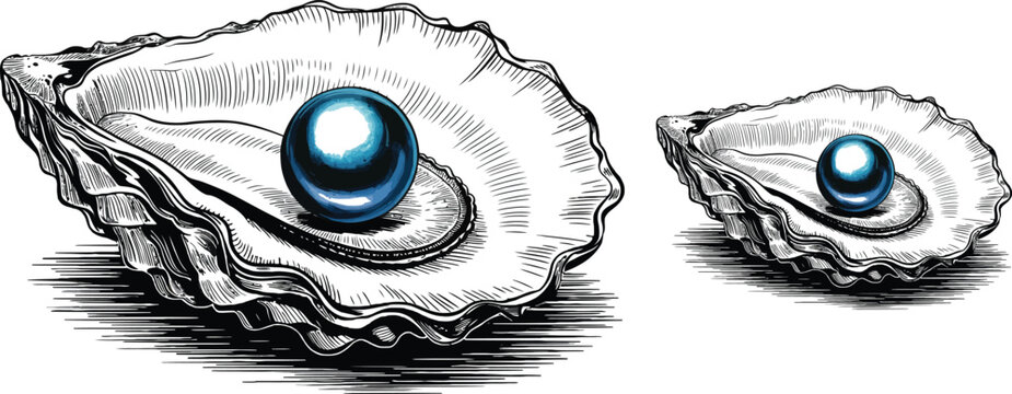 Illustrated oyster shells, blue pearls, black and white drawing, vector graphics, luxury jewelry, oceanic elements