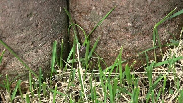 花壇のレンガと芝生の間を歩くダンゴ虫のクローズアップ　ほのぼの散歩動画　虫探し編