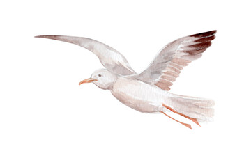 Fototapeta premium Flying seagull watercolor illustration soft neutral tones hand-painted texture. Coastal bird clipart isolated on white background, ideal for beach collections, nursery decor, seaside patterns designs