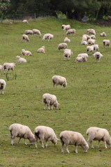 Fototapeta premium Flock of Sheep Grazing on Pasture in New Zealand Countryside
