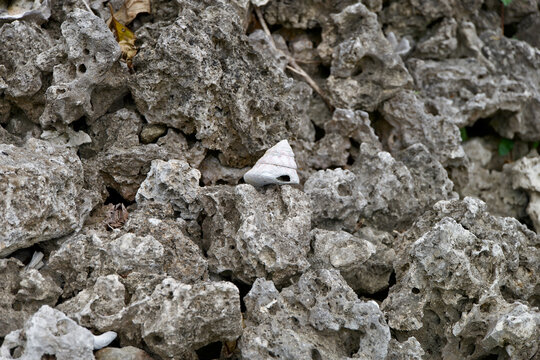 A white cone snail shell on rugged coral limestone in Taketomi, Okinawa, Japan