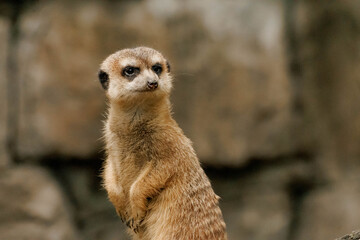Fototapeta premium Close-up of a meerkat standing upright. The animal has a light brown coat with darker markings. The background is blurred, emphasizing the meerkat's features