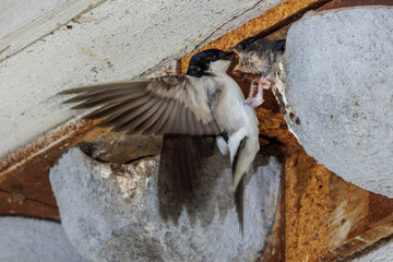 Mehlschwalbe (Delichon urbica) © Rolf Müller