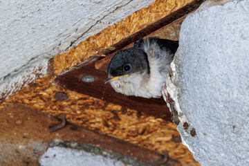 Mehlschwalbe (Delichon urbica) © Rolf Müller