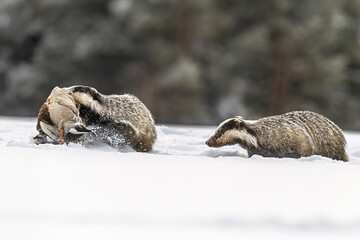 Two European badgers Meles meles competing over bird carcass in snow © michal