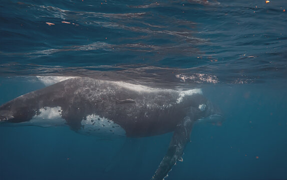 Side view of a large whale swimming underwater near the surface