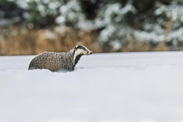 European badger Meles meles walking through deep winter snow in quiet forest © michal