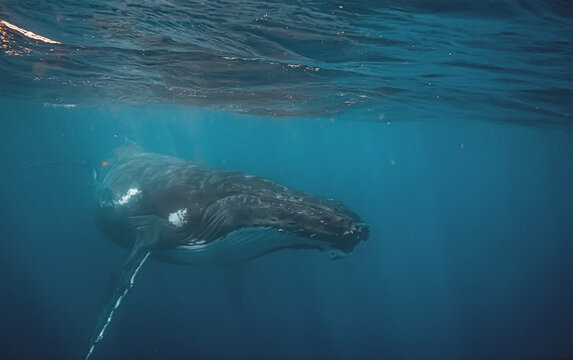 Close-up underwater view of a humpback whale swimming in the dee