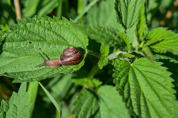 Snail crawling on green nettle leaf in sunlight showing natural macro detail and outdoor wildlife scene © Hanna