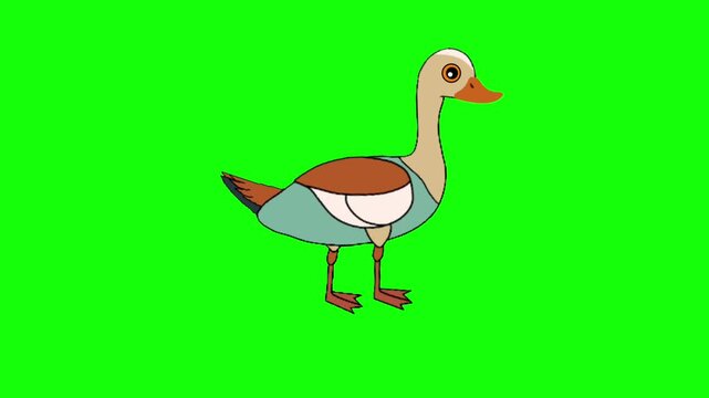 Cute Goose Quacking Animation Cartoon Bird Character Loop