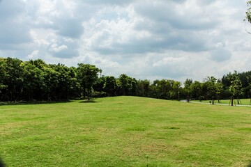 Fototapeta premium green grass and blue sky