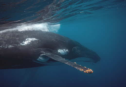 Close-up underwater shot of a humpback whale swimming in the dee
