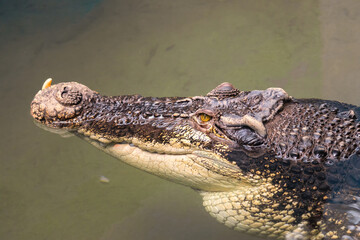 Fototapeta premium Close up of crocodile head floating in murky water, dangerous predator profile view