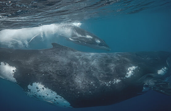 Close-up underwater shot of mother and calf humpback whale swimm