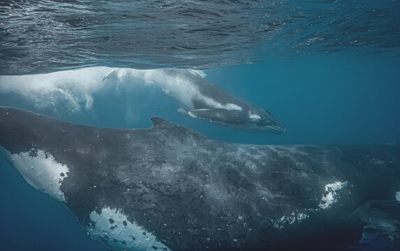 Underwater view of mother and calf humpback whale swimming in bl