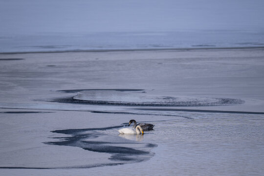 Whooper swan parent and cygnet resting on a frozen lake in Shirarutoro Lake Hokkaido / 北海道シラルトロ湖の凍った湖で休む白鳥の親子