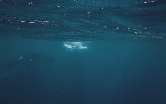 Two Humpback Whales Diving in Deep Blue Ocean Waters Underwater